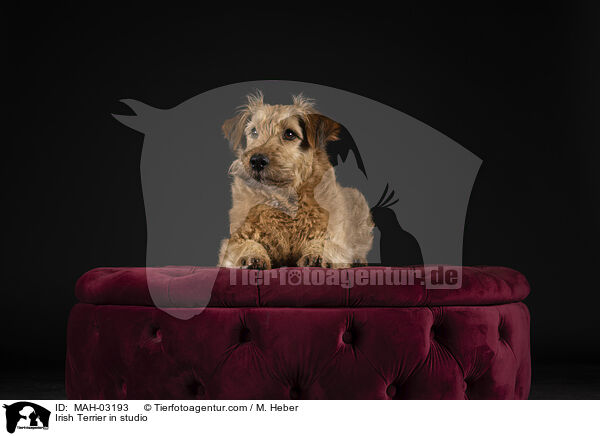 Irish Terrier in studio / MAH-03193