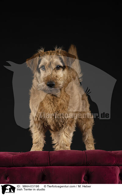 Irish Terrier in studio / MAH-03196