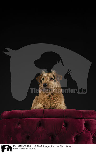 Irish Terrier in studio / MAH-03198