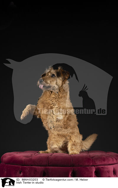 Irish Terrier in studio / MAH-03203
