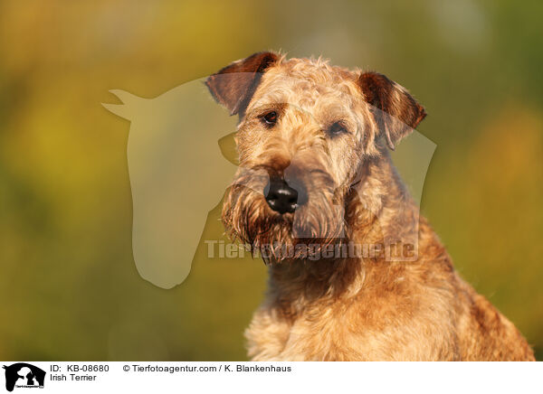 Irish Terrier / KB-08680