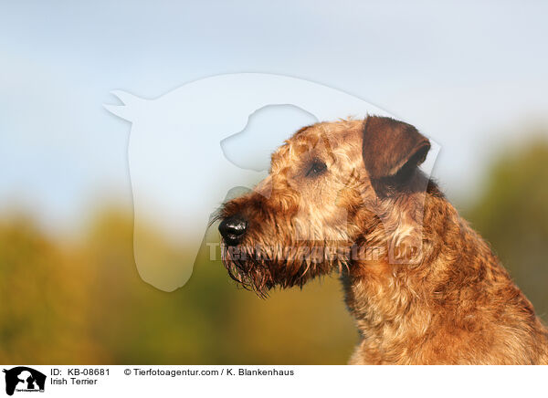 Irish Terrier / KB-08681