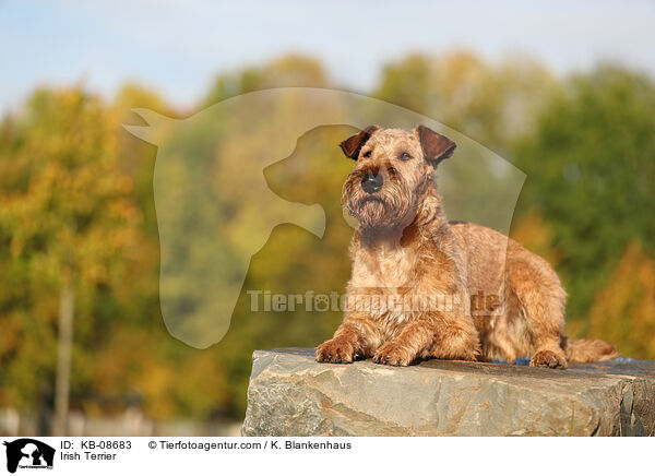 Irish Terrier / KB-08683
