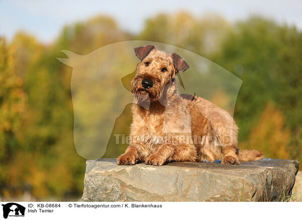 Irish Terrier / KB-08684