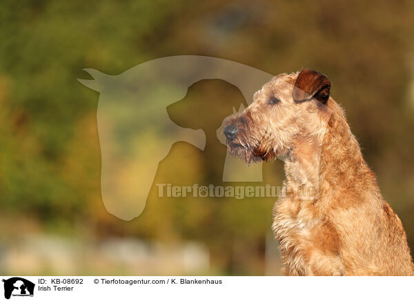 Irish Terrier / KB-08692