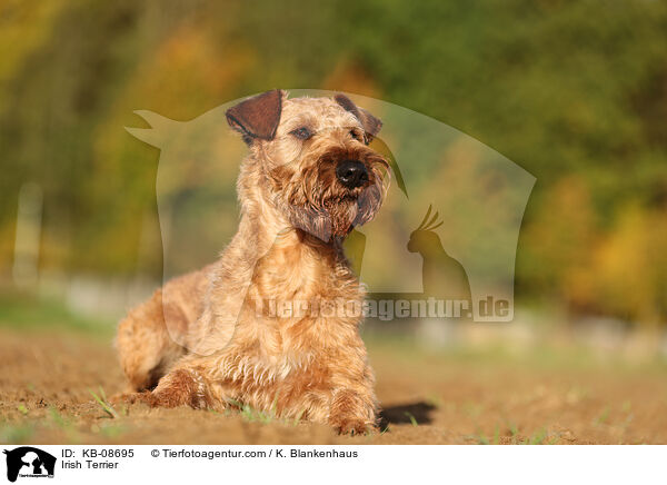 Irish Terrier / KB-08695