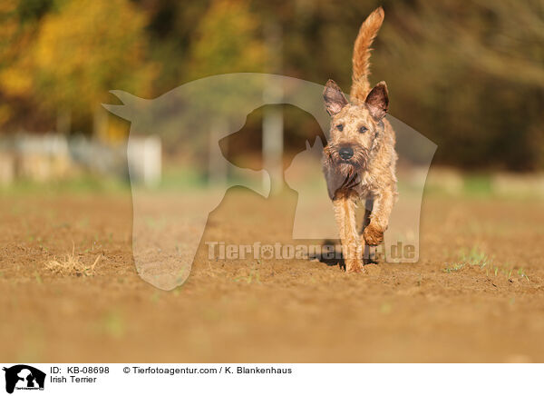Irish Terrier / KB-08698