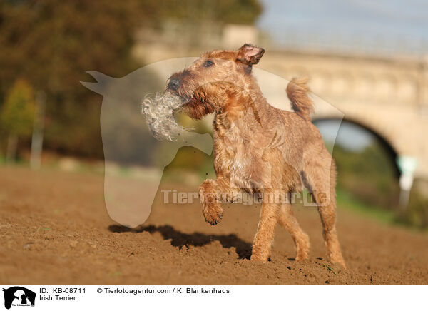 Irish Terrier / KB-08711