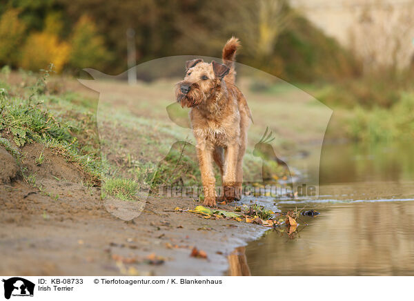 Irischer Terrier / Irish Terrier / KB-08733