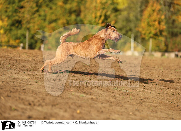 Irischer Terrier / Irish Terrier / KB-08761