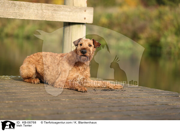Irischer Terrier / Irish Terrier / KB-08768