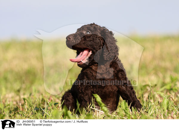Irish Water Spaniel puppy / JH-06951