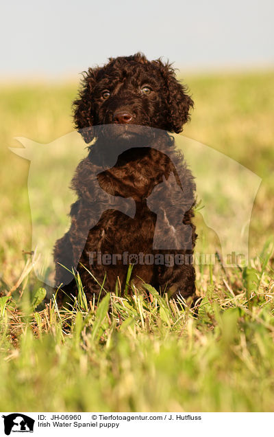 Irish Water Spaniel puppy / JH-06960