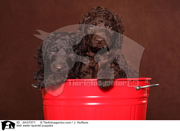 irish water spaniel puppies / JH-07071