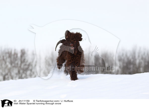Irish Water Spaniel running through snow / JH-11159