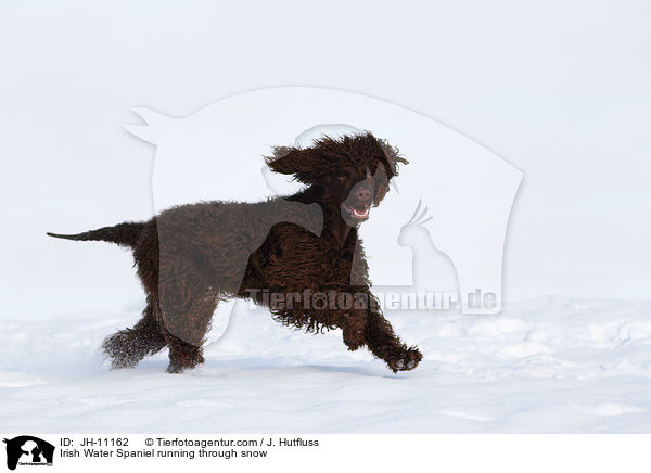 Irish Water Spaniel running through snow / JH-11162