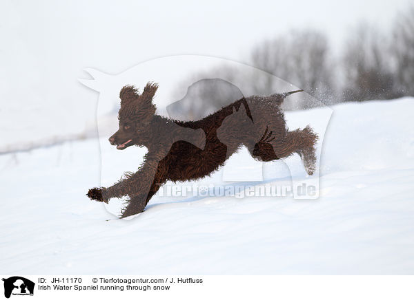 Irish Water Spaniel running through snow / JH-11170