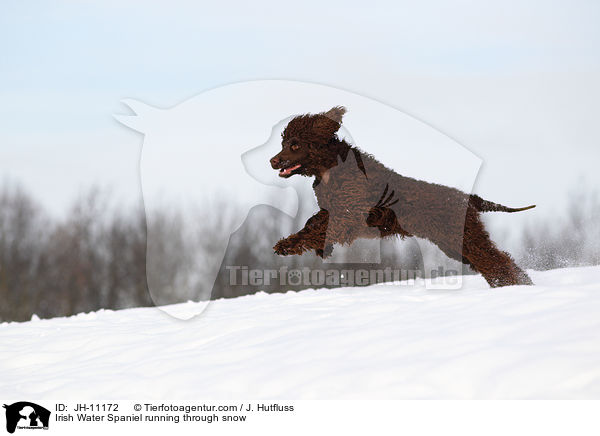 Irish Water Spaniel running through snow / JH-11172