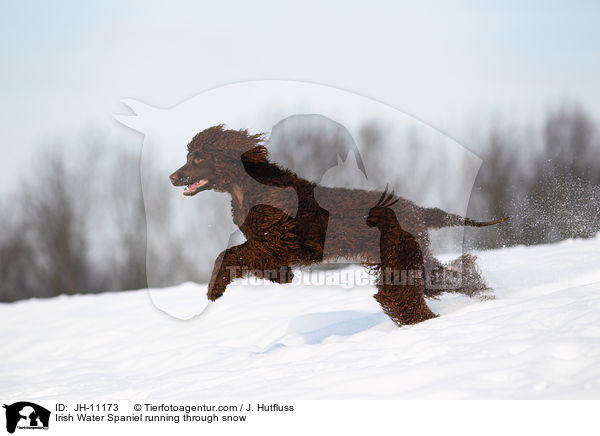 Irish Water Spaniel running through snow / JH-11173