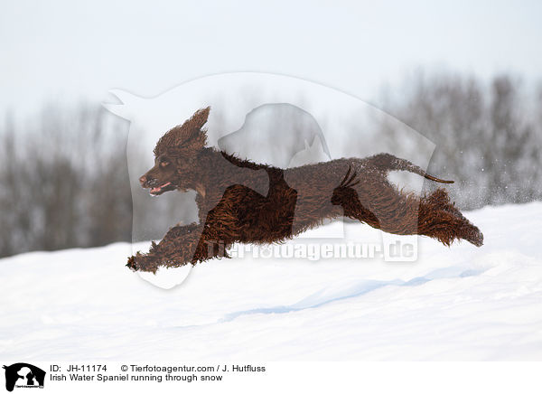 Irish Water Spaniel running through snow / JH-11174