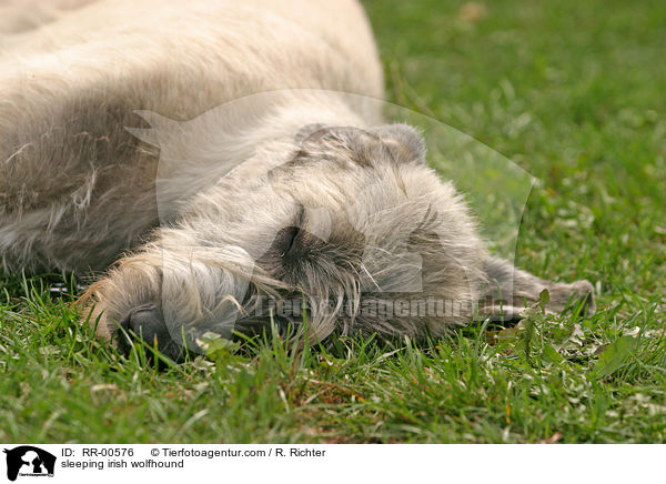 sleeping irish wolfhound / RR-00576