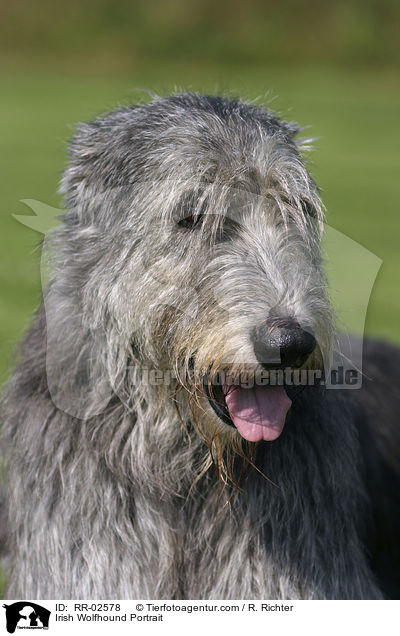 Irish Wolfhound Portrait / RR-02578