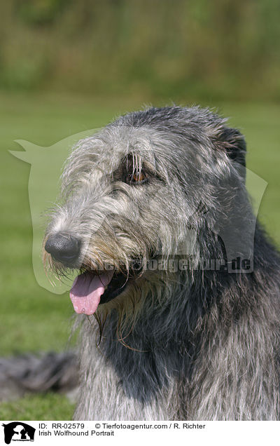 Irish Wolfhound Portrait / RR-02579