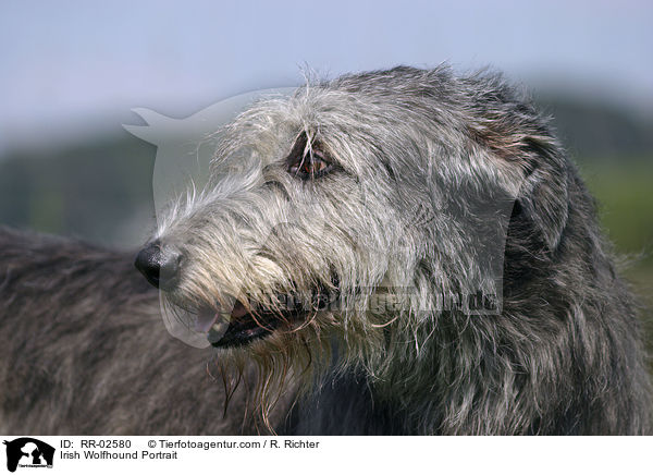 Irish Wolfhound Portrait / RR-02580