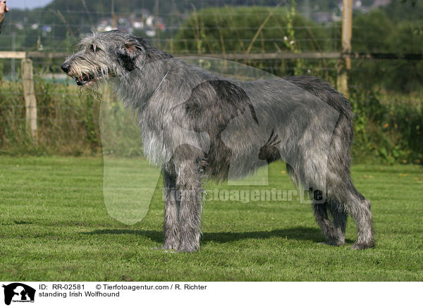 standing Irish Wolfhound / RR-02581