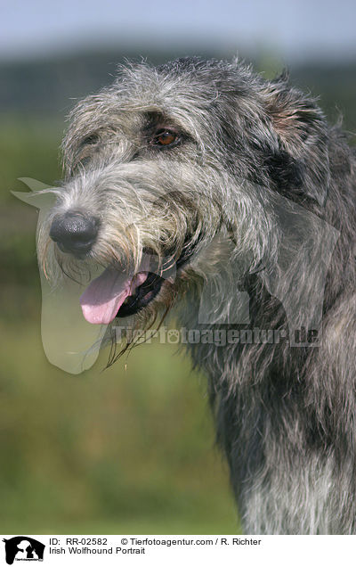 Irish Wolfhound Portrait / RR-02582