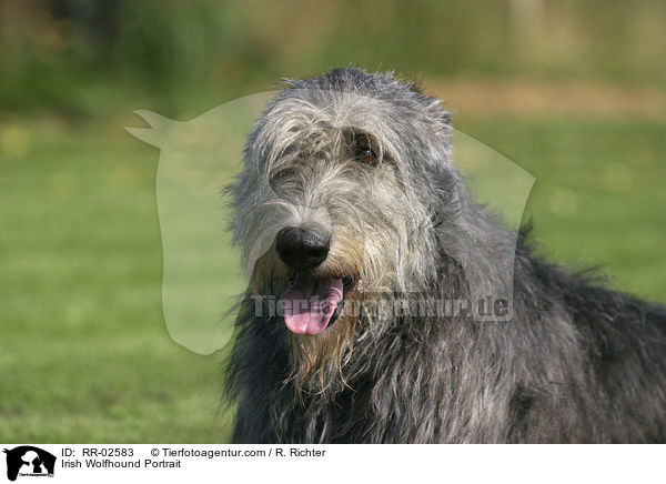 Irish Wolfhound Portrait / RR-02583