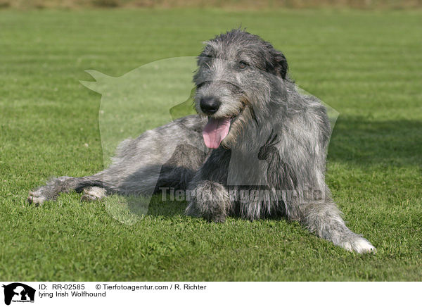 lying Irish Wolfhound / RR-02585