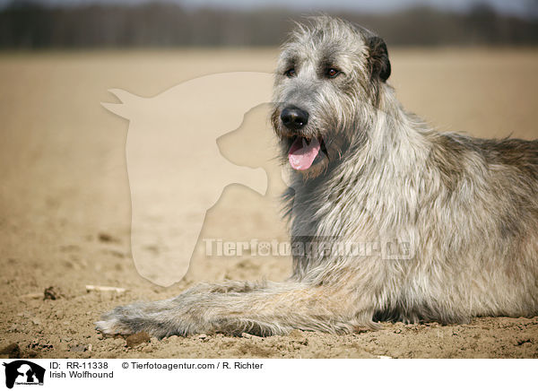Irish Wolfhound / RR-11338