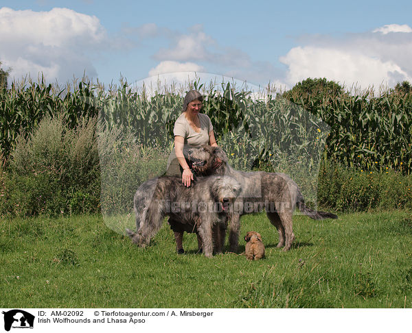 Irish Wolfhounds and Lhasa Apso / AM-02092