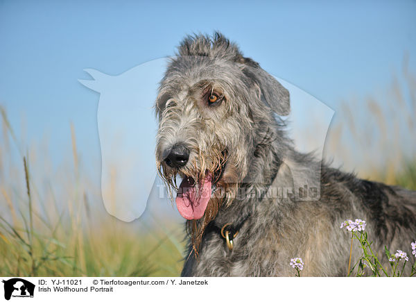 Irish Wolfhound Portrait / YJ-11021