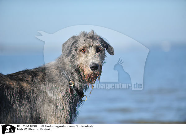 Irish Wolfhound Portrait / YJ-11039