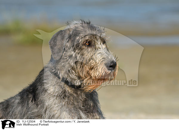 Irish Wolfhound Portrait / YJ-12504