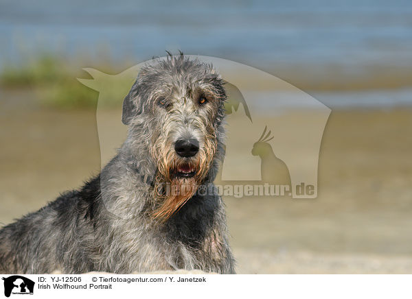 Irish Wolfhound Portrait / YJ-12506