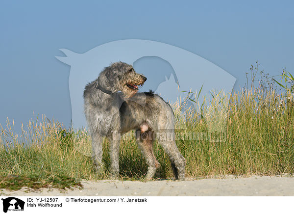 Irish Wolfhound / YJ-12507