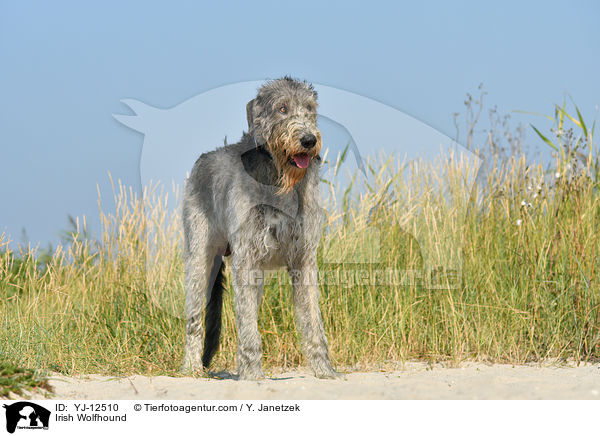 Irish Wolfhound / YJ-12510
