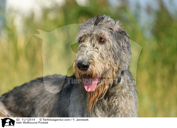 Irish Wolfhound Portrait / YJ-12514