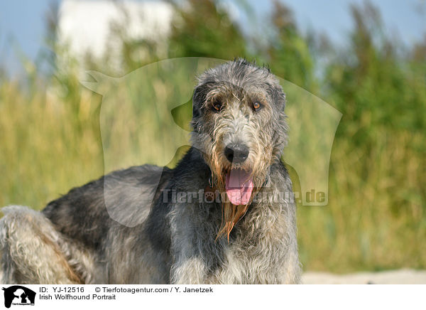 Irish Wolfhound Portrait / YJ-12516