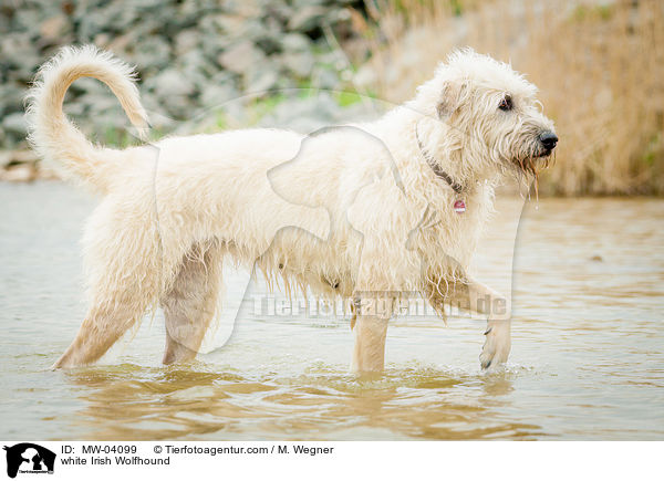 white Irish Wolfhound / MW-04099