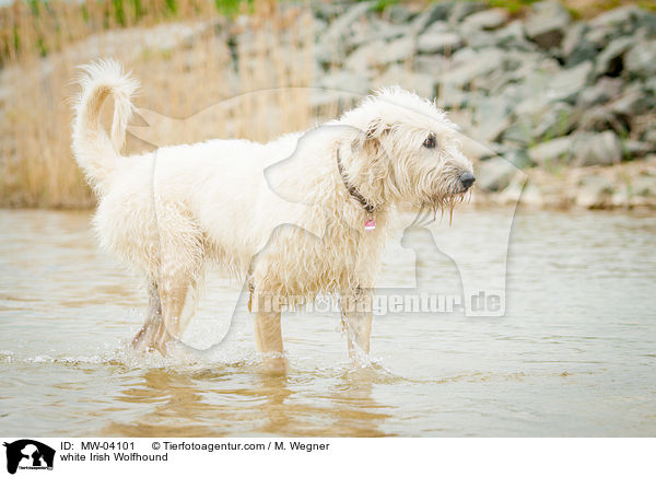 white Irish Wolfhound / MW-04101