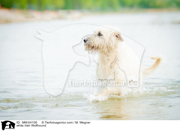 white Irish Wolfhound / MW-04106