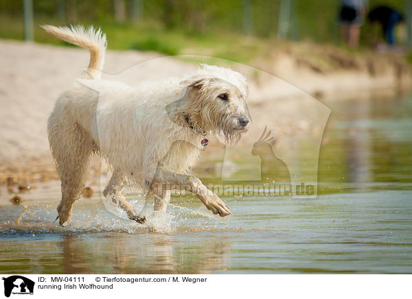 running Irish Wolfhound / MW-04111