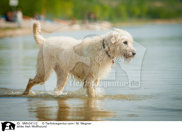 white Irish Wolfhound / MW-04112