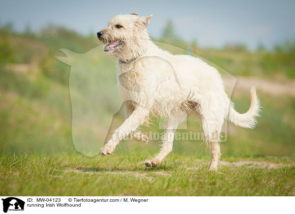 running Irish Wolfhound / MW-04123