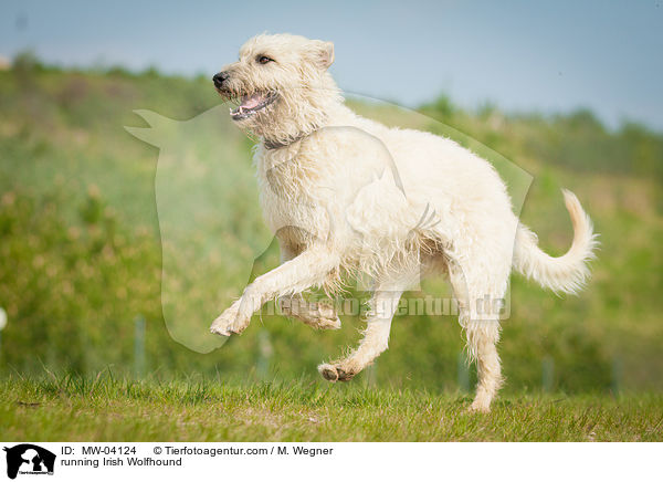running Irish Wolfhound / MW-04124