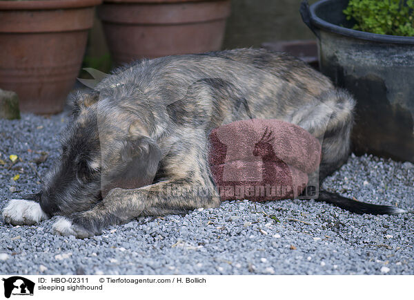 sleeping sighthound / HBO-02311